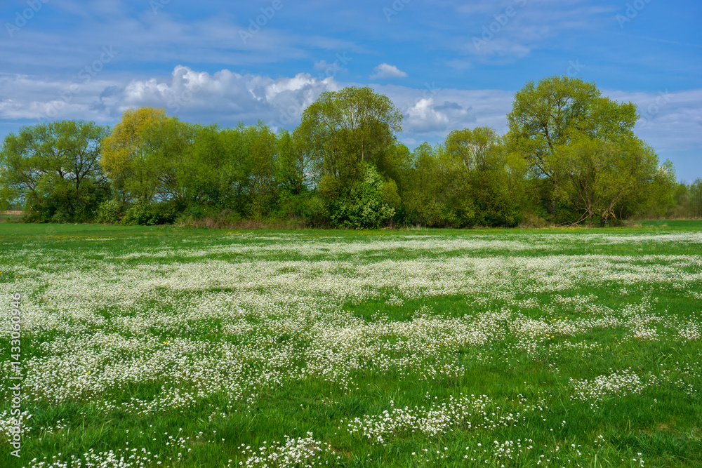 Wiosenna zieleń w Narwiańskim Parku Narodowym, Podlasie, Polska