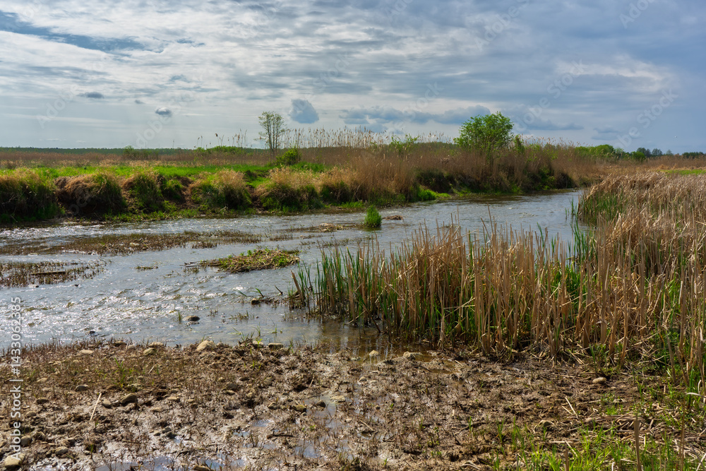 Wiosenna zieleń w Narwiańskim Parku Narodowym, Podlasie, Polska