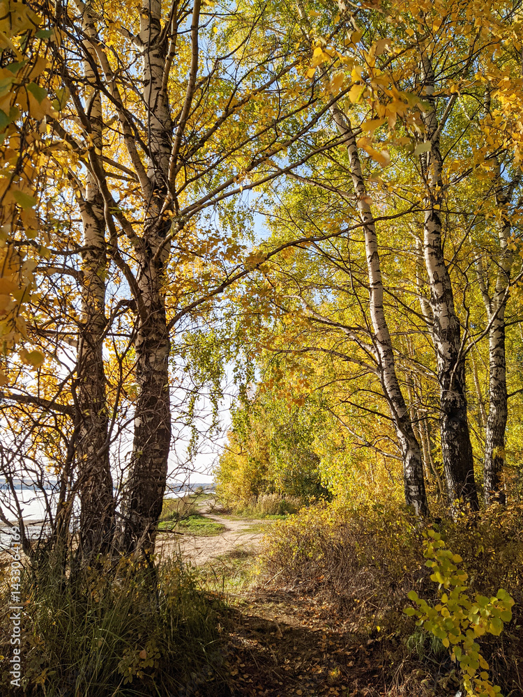 Fototapeta premium Autumn forest path with vibrant yellow leaves and birch trees creating a serene atmosphere for nature lovers and outdoor enthusiasts concept