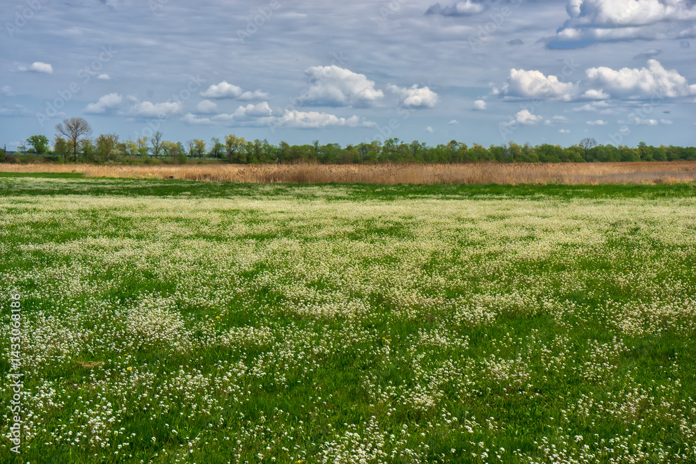 Wiosenna zieleń w Narwiańskim Parku Narodowym, Podlasie, Polska