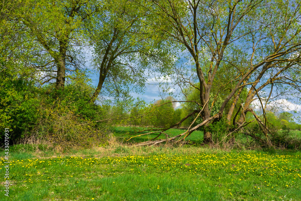 Wiosenna zieleń w Narwiańskim Parku Narodowym, Podlasie, Polska