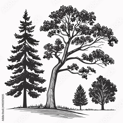 Hand-Drawn Black & White Tree Silhouettes: Pine, Oak.