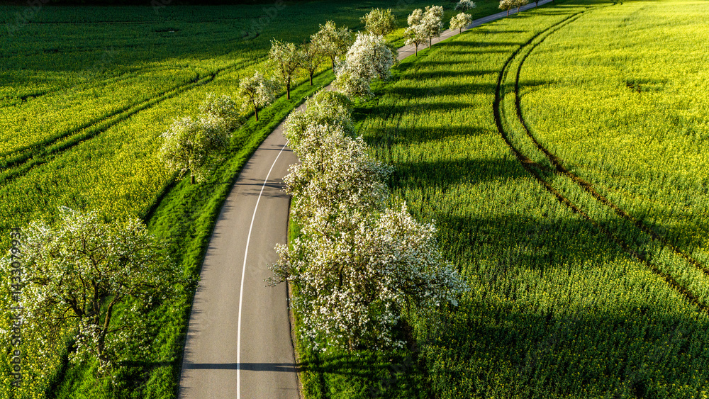 winding country lane framed by blooming trees and fresh greenery
