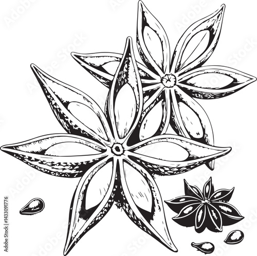 Star anise Spice / Spices, Herb / Herbs, Black and White Vector Illustration, Sketch Drawing Line Linear Symbol Icon Engraving, Hand-drawn Isolated