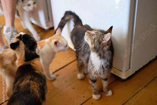 A lot of cats hang around the refrigerator demanding food