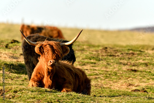 Scottish Highland Cattle outdoor