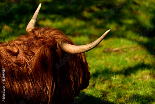 scottish highland cow