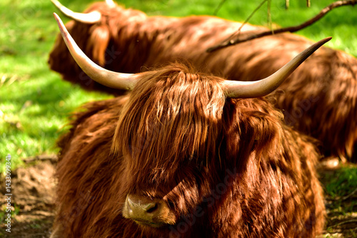 Scottish Highland Cattle outdoor