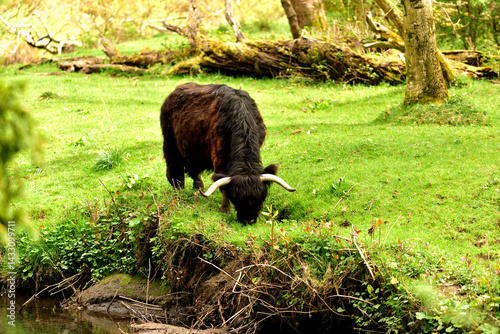 Scottish Highland Cattle outdoor