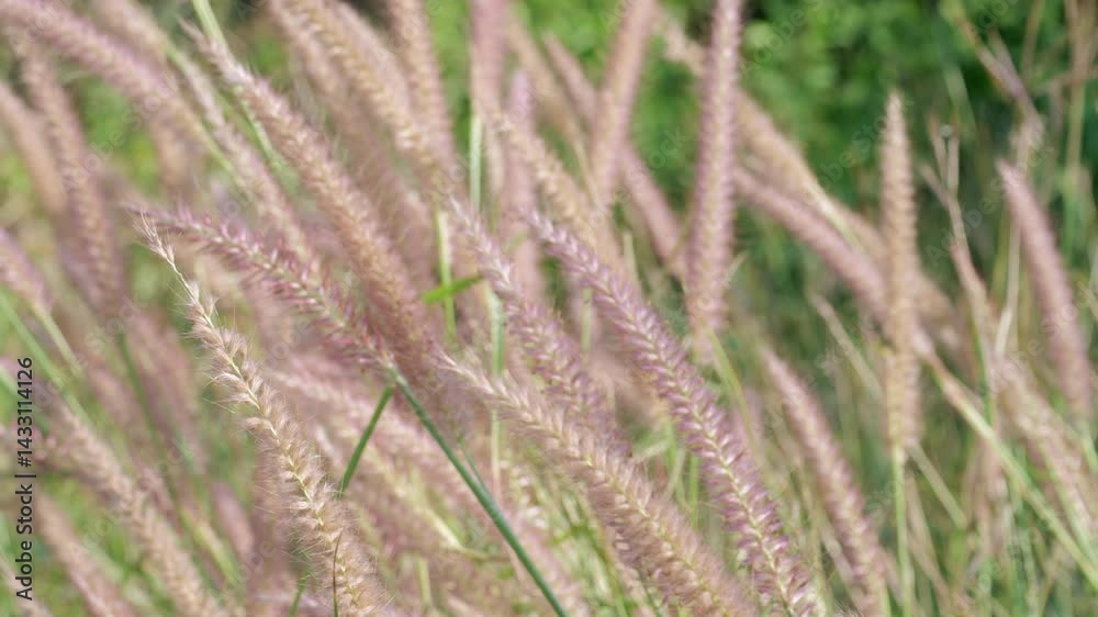 A serene view of soft grass swaying in the breeze capturing nature's tranquility. A serene view of soft grass swaying in the breeze capturing nature's tranquility.