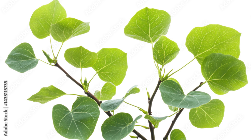 Naklejka premium Cathay poplar plants on white background