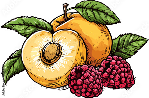 Apricots and raspberries fruit tea ingredients vector sketch
