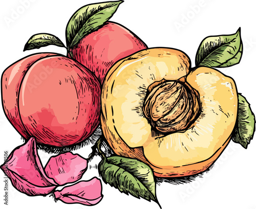 Apricot with peach and rose petals vector sketch