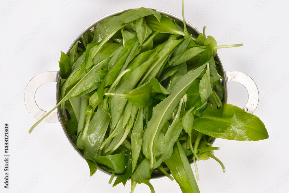 Freshly washed wild garlic or bears garlic (Allium ursinum) leaves, glistening with water droplets, are contained in a silver colander