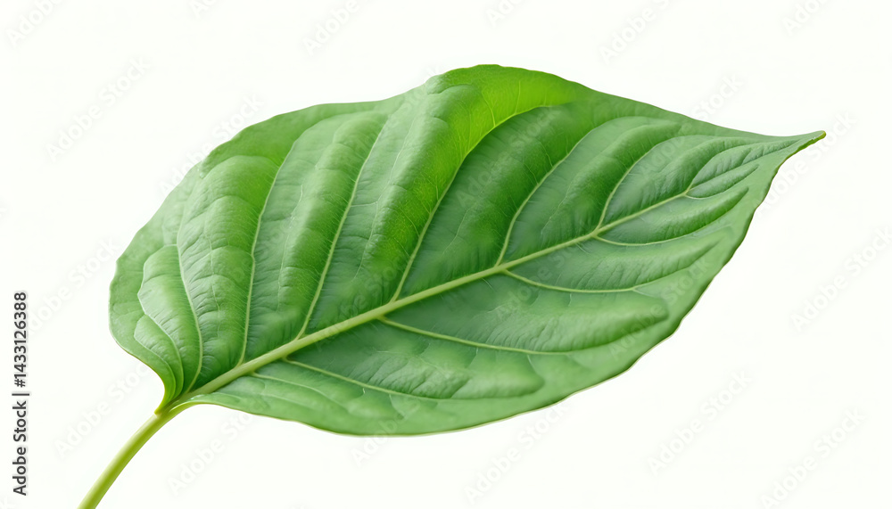 Obraz premium Single Leaf Isolated on Transparent Background