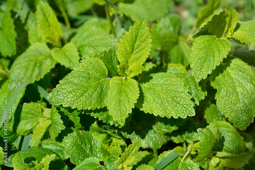 Lemon balm leaves (scientific name - Melissa officinalis)