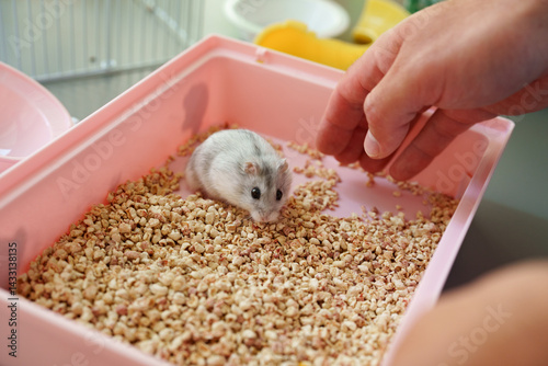 Canvastavla Small hamster exploring a pink enclosure filled with bedding while a persons han