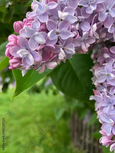 Purple Lilac flowers in springtime