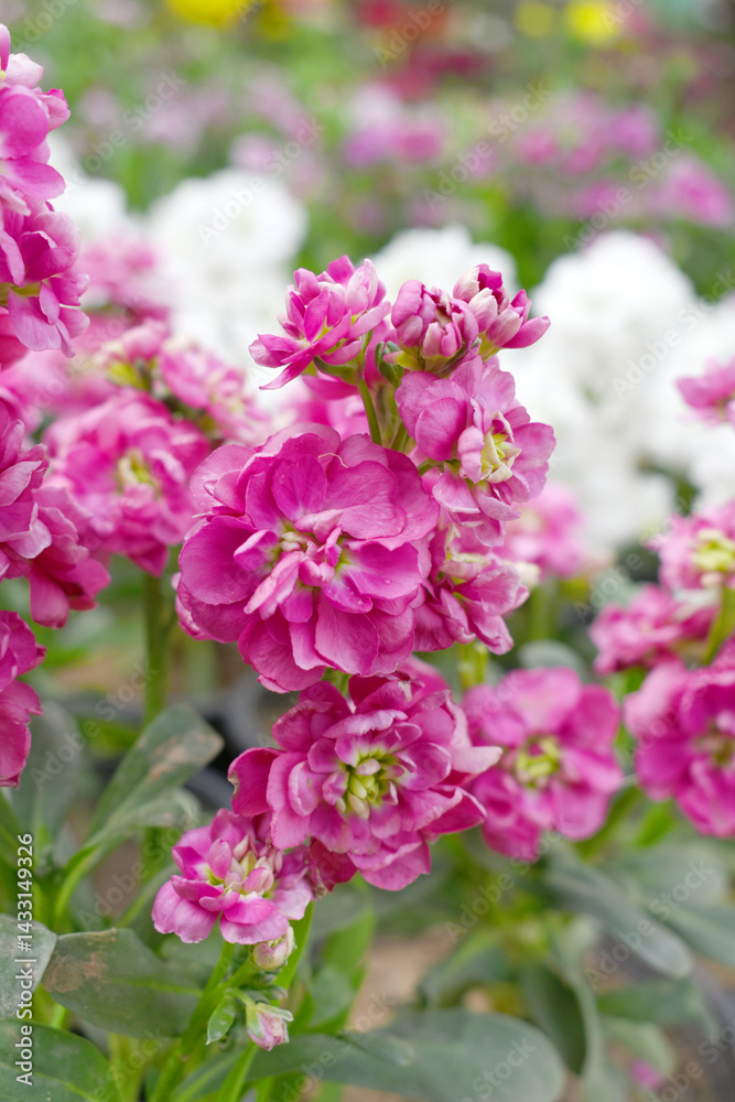Pink Hoary Stock, Pink Hoary Stock or Matthiola Incana is a member of the Brassicaceae family of flowering plants. It's also commonly known as Brompton Stock, Common Stock, Pink flower in garden Pink Hoary Stock, Pink Hoary Stock or Matthiola Incana is a member of the Brassicaceae family of flowering plants. It's also commonly known as Brompton Stock, Common Stock, Pink flower in garden