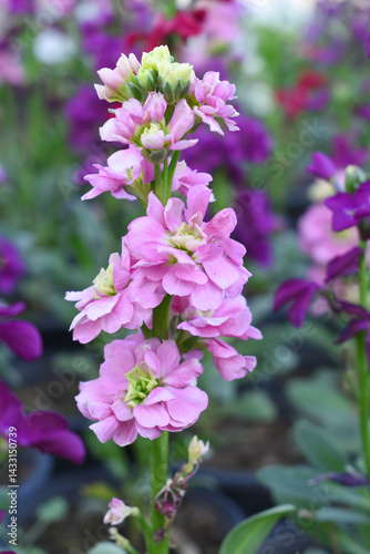 Wallpaper Mural Pink Hoary Stock, Pink Hoary Stock or Matthiola Incana is a member of the Brassicaceae family of flowering plants. It's also commonly known as Brompton Stock, Common Stock, Pink flower in garden Torontodigital.ca
