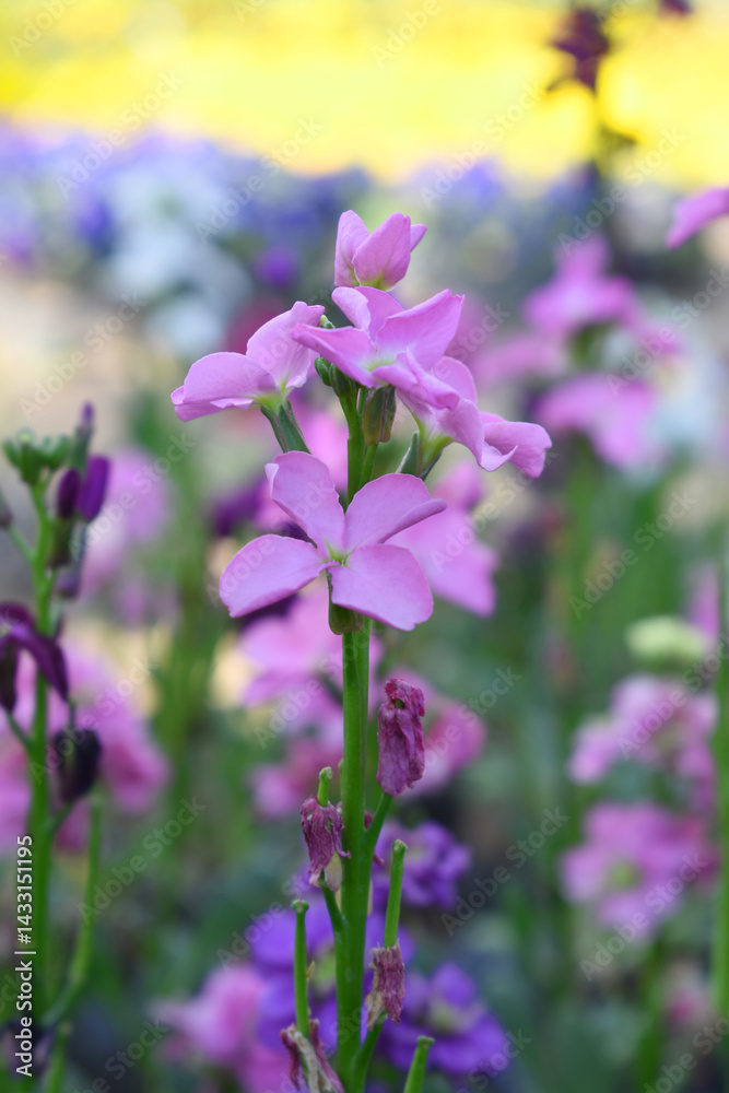 Fototapeta premium Pink Hoary Stock, Pink Hoary Stock or Matthiola Incana is a member of the Brassicaceae family of flowering plants. It's also commonly known as Brompton Stock, Common Stock, Pink flower in garden