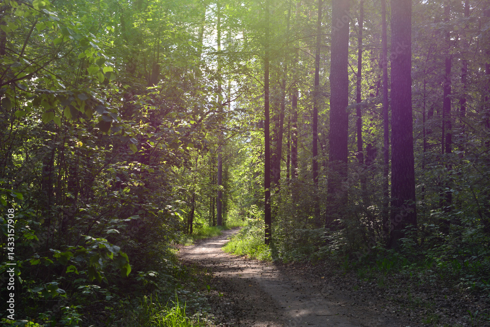 Fototapeta premium A sunlit path through a tranquil spruce forest