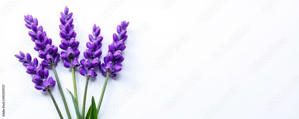 Bunch of fragrant lavender flowers isolated on white, bouquet, purple Bunch of fragrant lavender flowers isolated on white, bouquet, purple