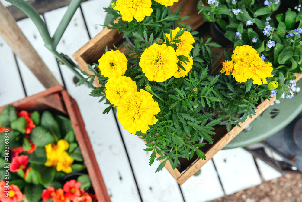 Bright yellow marigolds and colorful flowers in wooden planters outdoors
