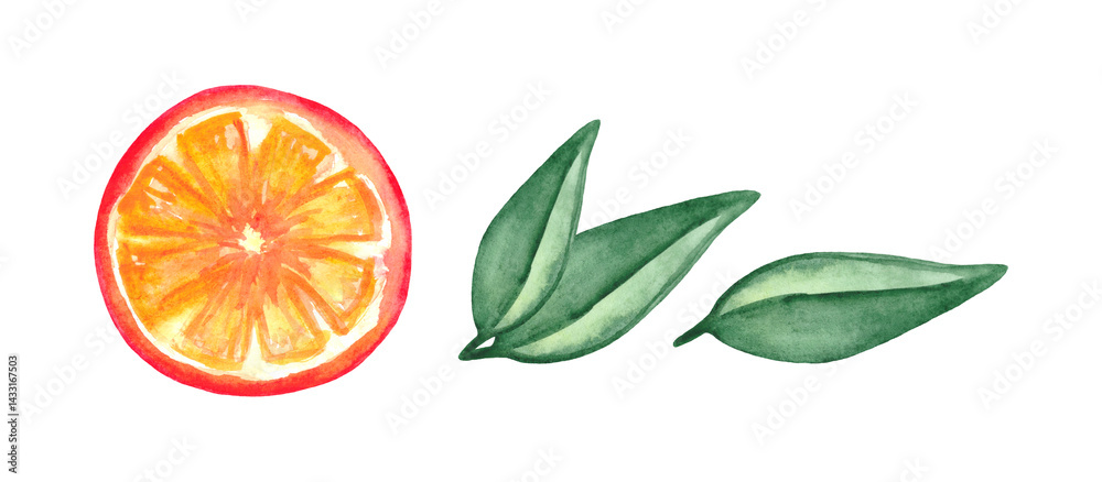 Watercolor orange circle isolated on white background. Summer fruit design element.