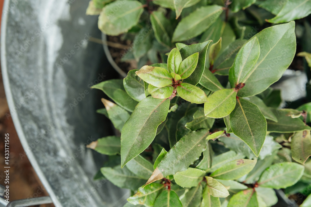 Exploring vibrant green leaves in a garden pot during sunny spring day