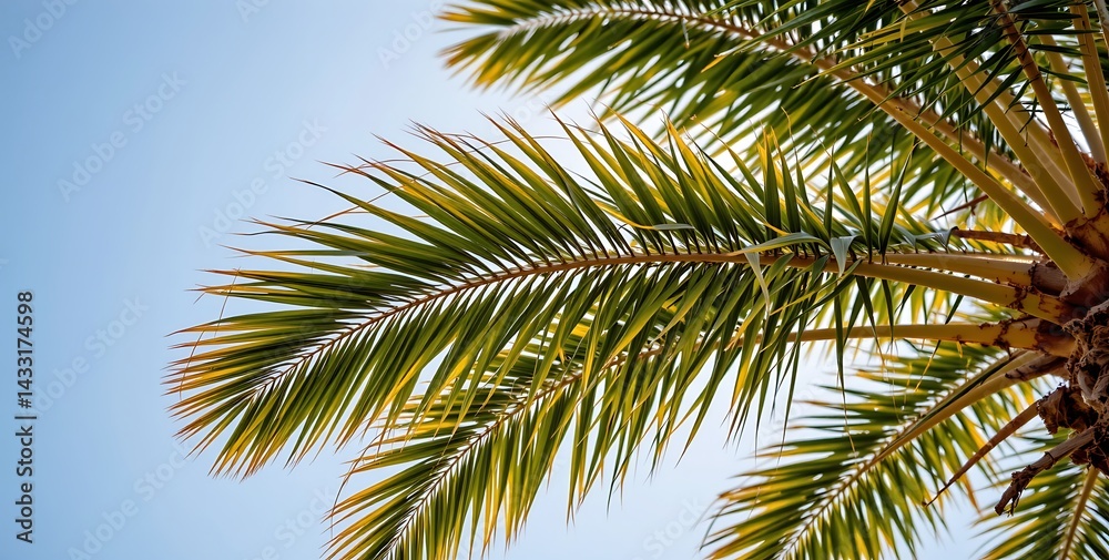 A low angle photograph emphasizing the multitude of palm leaves waving back and forth A low angle photograph emphasizing the multitude of palm leaves waving back and forth