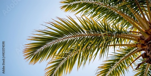 A low angle photograph emphasizing the multitude of palm leaves waving back and forth