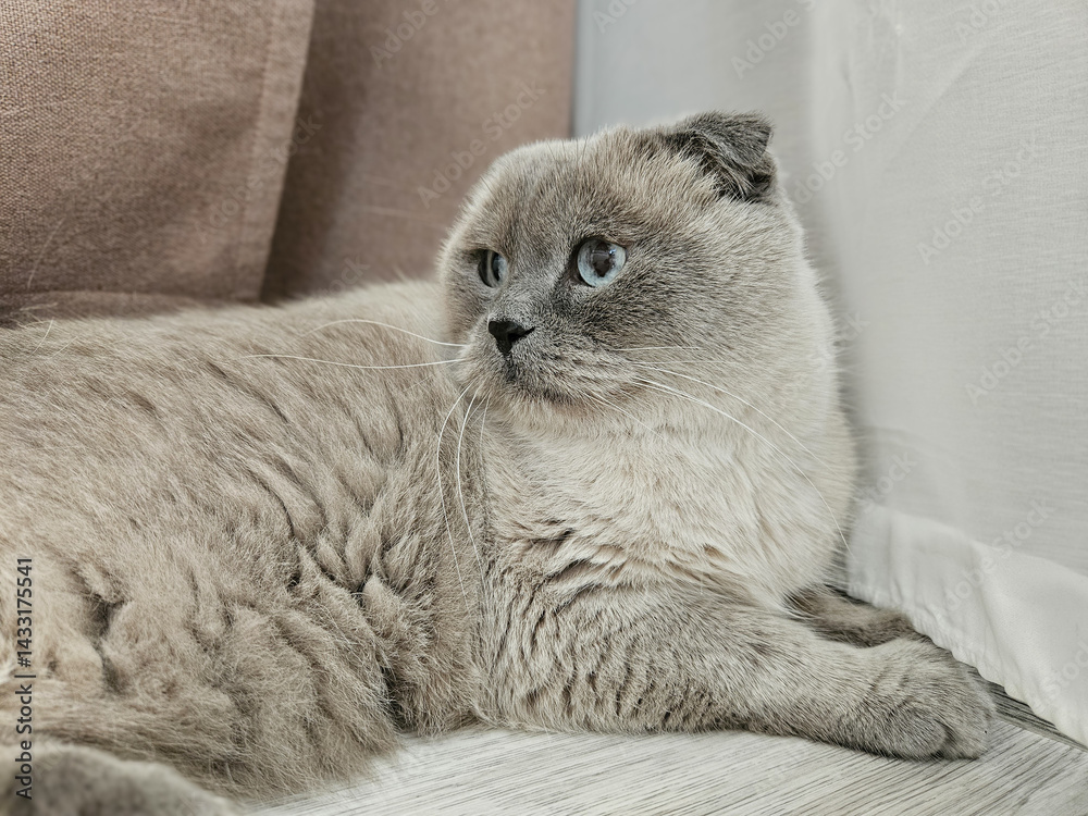 A gray Scottish Fold cat in the corner of the room.
