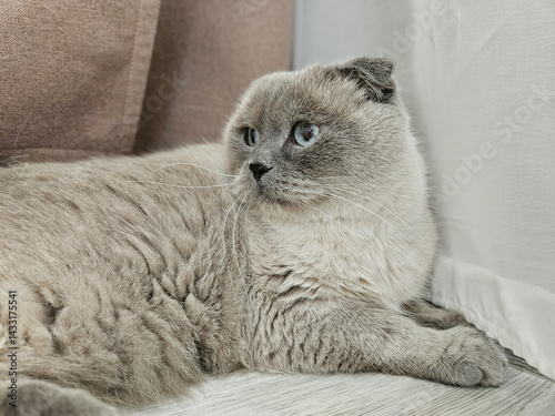 Obraz na płótnie A gray Scottish Fold cat in the corner of the room. w salonie