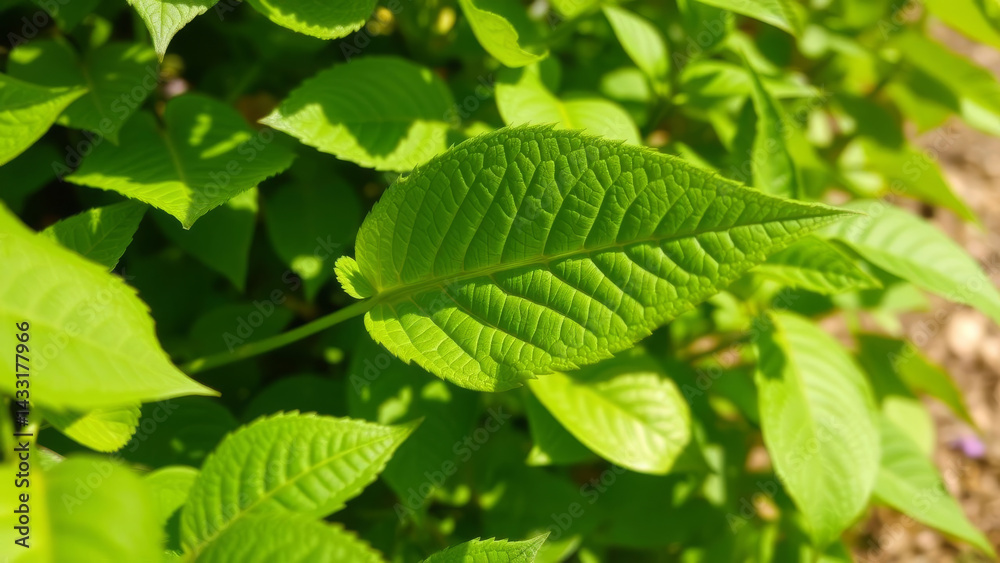vibrant green leaf is illuminated by sunlight in lush garden, showcasing its detailed texture and natural beauty. surrounding foliage adds depth to serene scene vibrant green leaf is illuminated by sunlight in lush garden, showcasing its detailed texture and natural beauty. surrounding foliage adds depth to serene scene