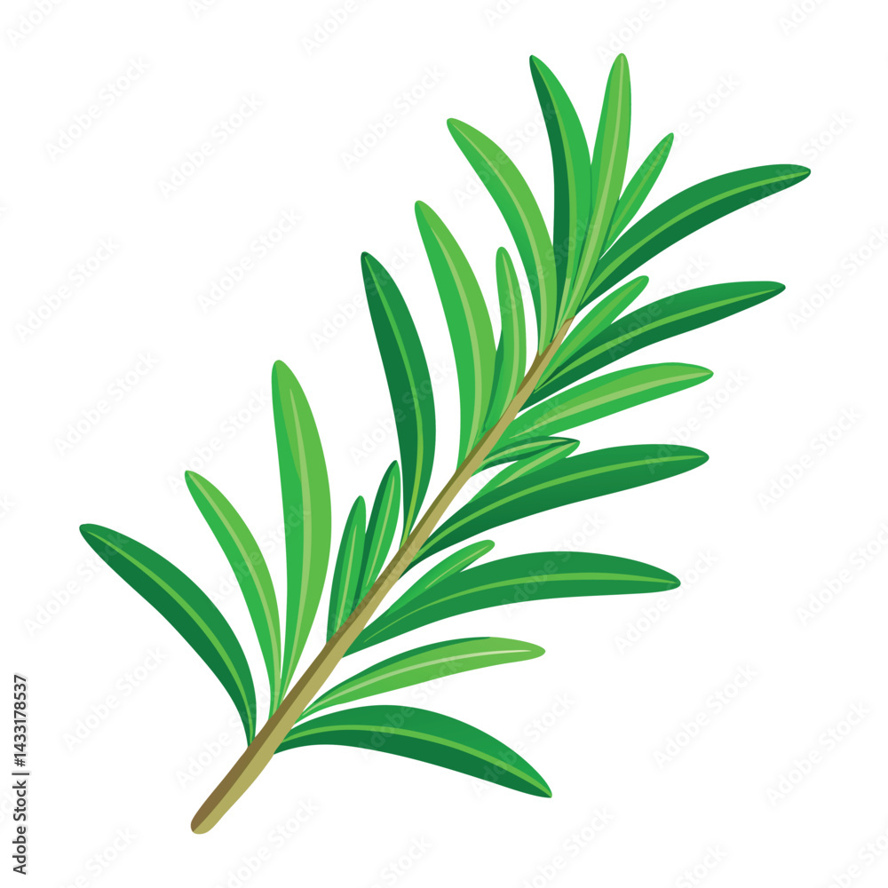 Fototapeta premium A sprig-of-fresh-rosemary-with-vibrant-green-needle.
