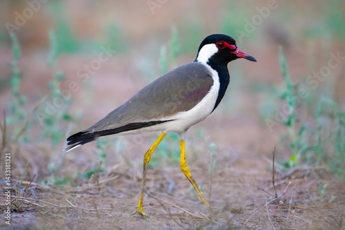 Birds, with their dazzling plumage, soaring flights, and melodic calls, enrich every habitat—from forests to cities—connecting us to the beauty of the natural world.
