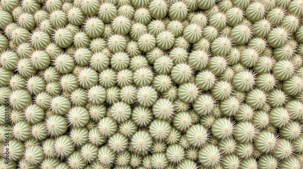Obraz premium numerous spherical green cacti with radial stripes