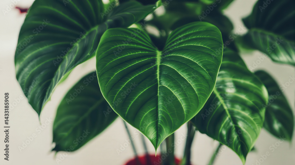 Obraz premium close-up of a vibrant green philodendron leaf showcasing its unique texture and heart shape