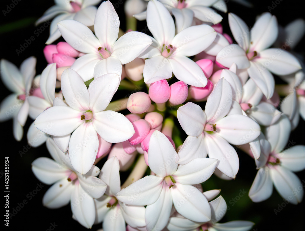close-up of a cluster of delicate white flowers with soft pink buds close-up of a cluster of delicate white flowers with soft pink buds