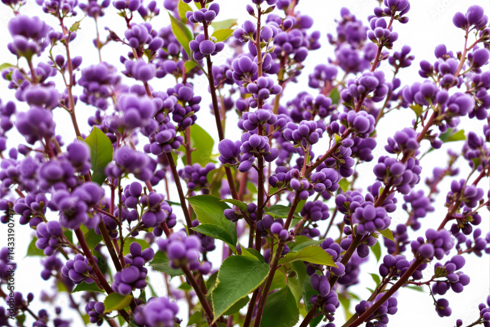 close-up view of vibrant purple flower clusters on reddish-purple stems close-up view of vibrant purple flower clusters on reddish-purple stems