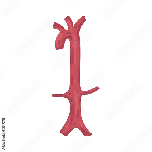 Illustration of aorta 