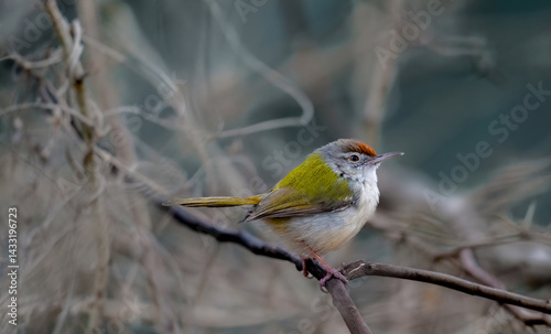 Birds, with their dazzling plumage, soaring flights, and melodic calls, enrich every habitat—from forests to cities—connecting us to the beauty of the natural world.