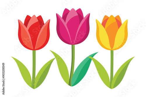 Illustration of three colorful tulips Isolated on white.