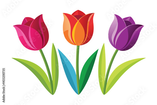 Illustration of three colorful tulips Isolated on white.