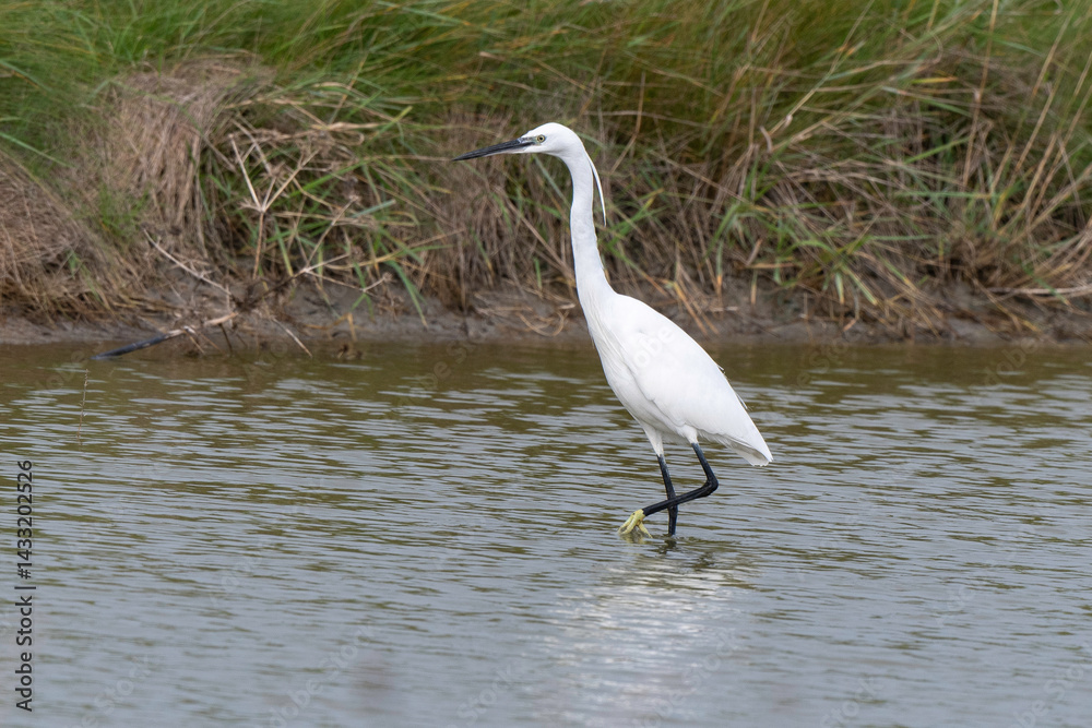 Aigrette garzette, .Egretta garzetta, Little Egret,