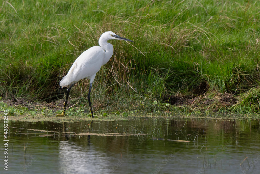 Aigrette garzette, .Egretta garzetta, Little Egret,
