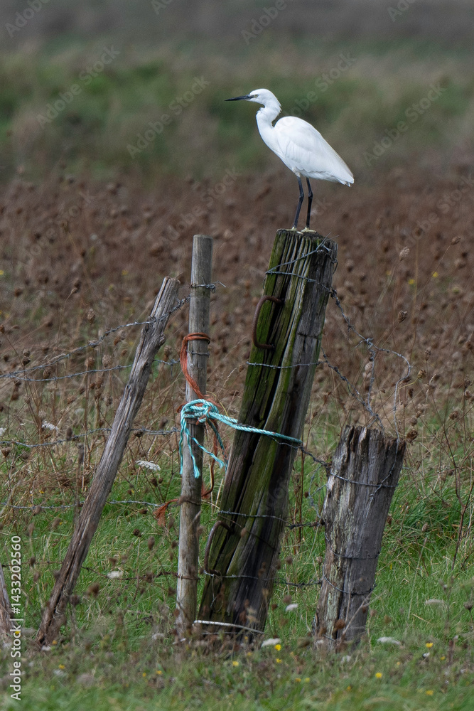 Aigrette garzette, .Egretta garzetta, Little Egret, marais Breton; 85, Vendée, Loire Atlantique, France
