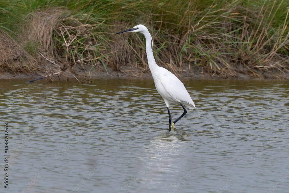 Aigrette garzette, .Egretta garzetta, Little Egret,