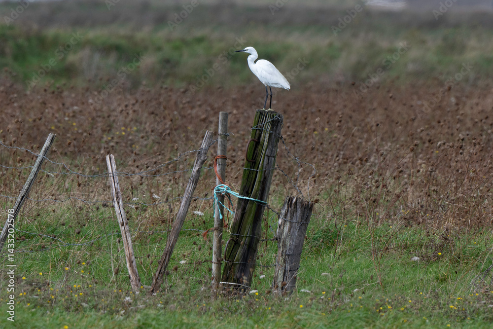 Aigrette garzette, .Egretta garzetta, Little Egret, marais Breton; 85, Vendée, Loire Atlantique, France